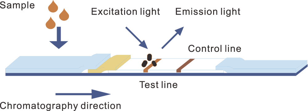 Principle of time-resolved fluorescence immunochromatography- Principe de l'immunochromatographie par fluorescence résolue en temps-